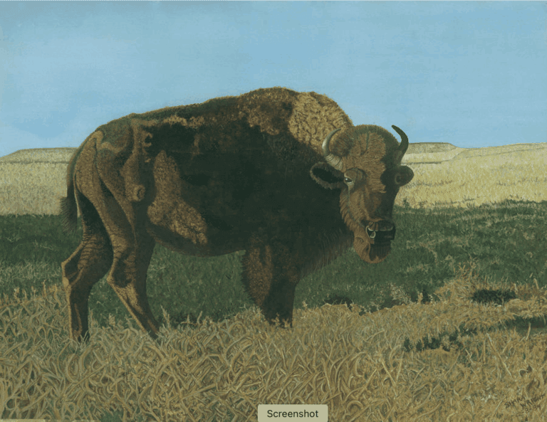 Buffalo by shara Wright